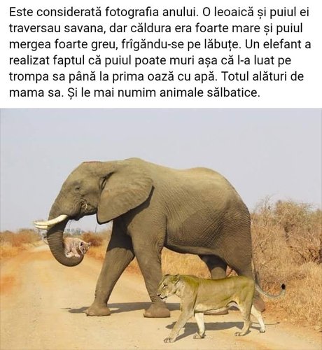 leu-elefant.jpg