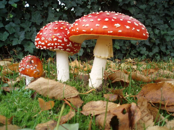 1280px-Amanita_muscaria_3_vliegenzwammen_op_rij.jpg