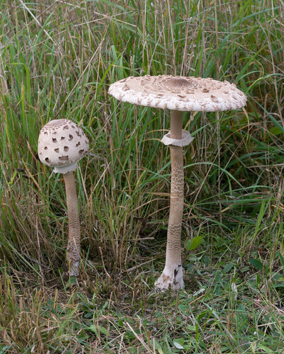 Macrolepiota-procera.jpg