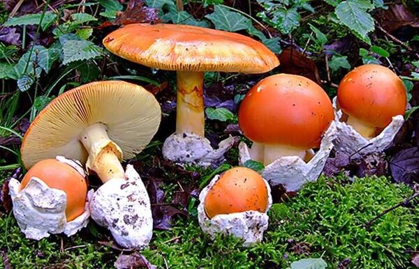 amanita_caesarea.jpg