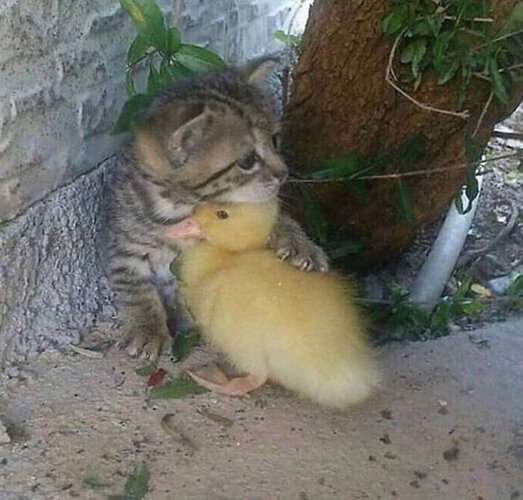 cat-and-duck.jpg